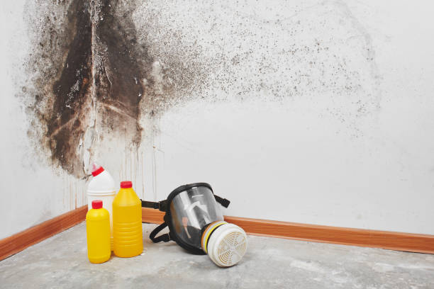 Best Office Mold Removal Services  in Tarpon Springs, FL