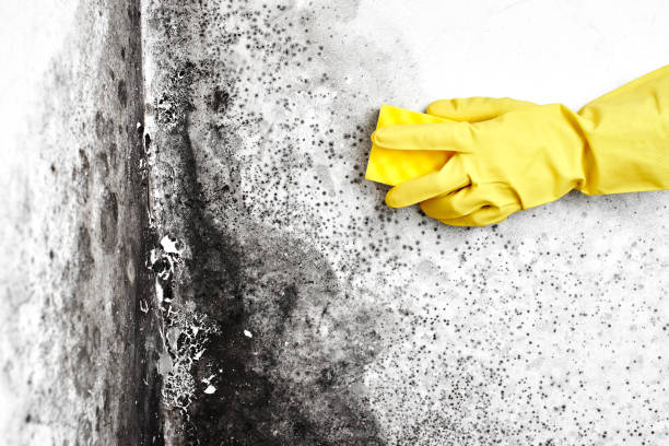 Best Mold Cleaning Services  in Tarpon Springs, FL