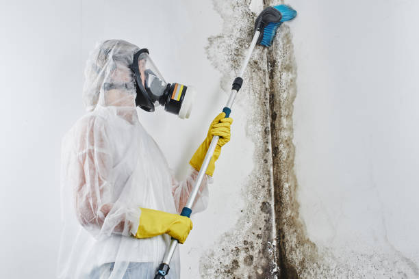 Trusted Tarpon Springs, FL Mold Removal Experts