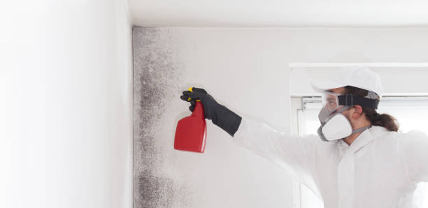Best Attic Mold Removal  in Tarpon Springs, FL
