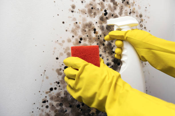 Best Residential Mold Removal  in Tarpon Springs, FL