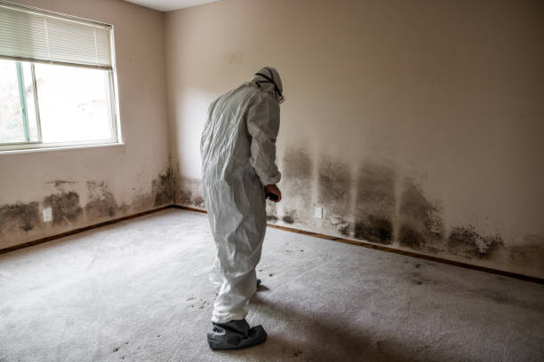 Best Mold Testing  in Tarpon Springs, FL