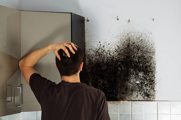 Best Fast Mold Removal  in Tarpon Springs, FL