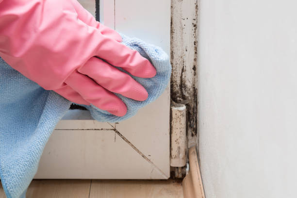 Best Certified Mold Removal  in Tarpon Springs, FL